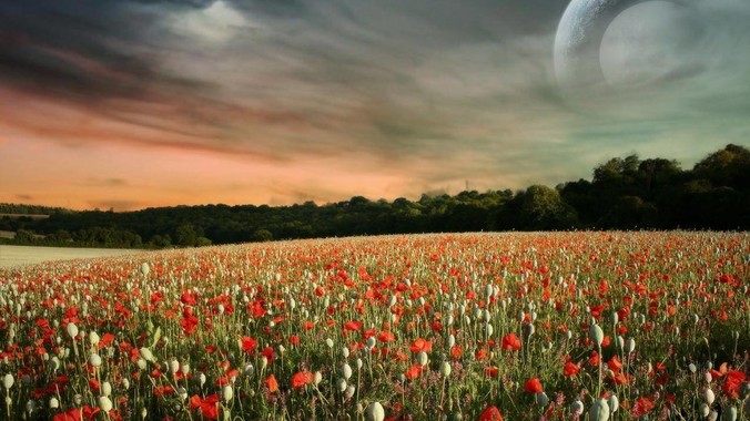 为什么鱼缸老是起绿藻呢,有什么好办法不用整天擦鱼缸?